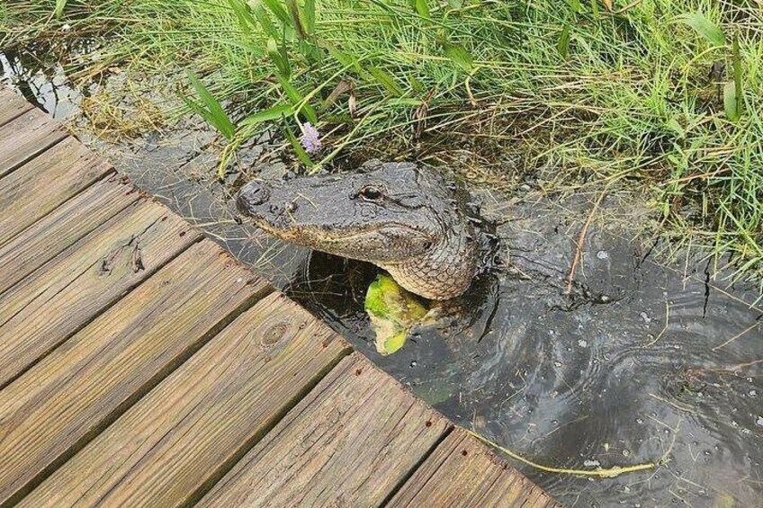 Little Havana Walking Tour + 1 Hour Everglades Airboat Ride 2