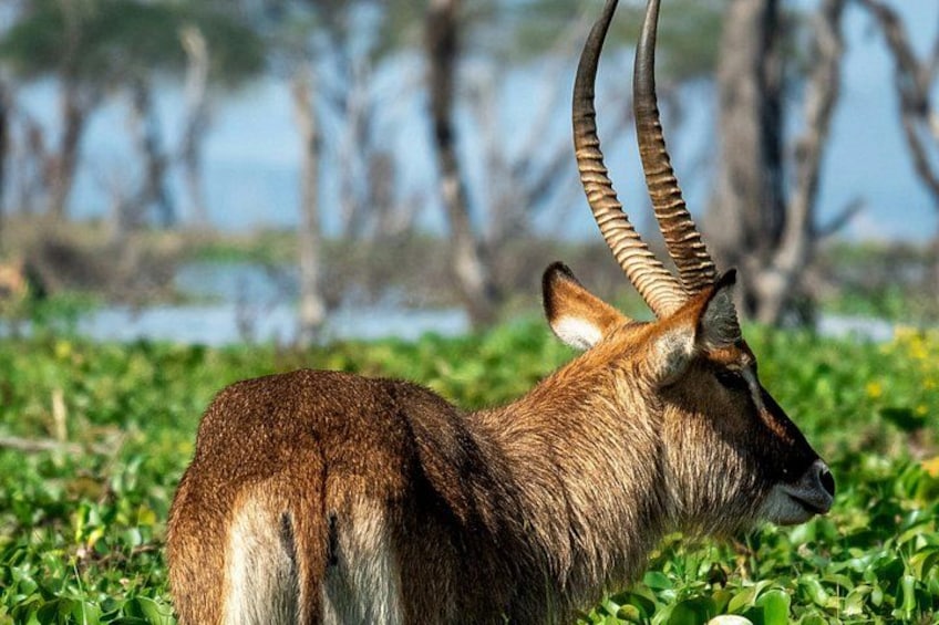 Mt. Longonot Hike with Boat Ride in Lake Naivasha 1