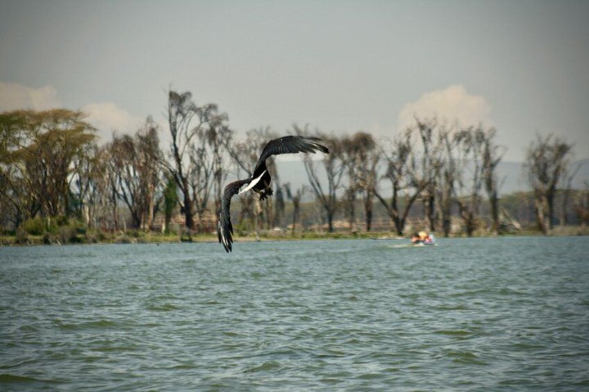Mt. Longonot Hike with Boat Ride in Lake Naivasha 3