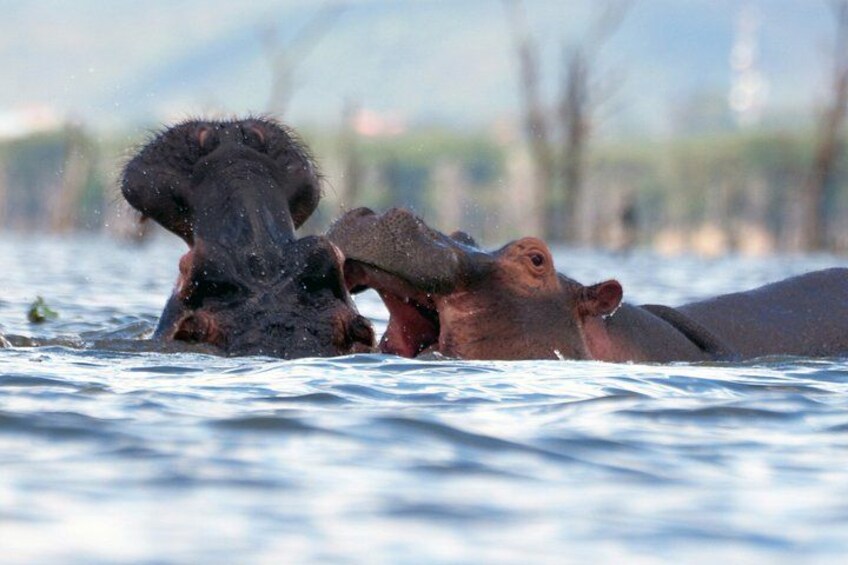 Mt. Longonot Hike with Boat Ride in Lake Naivasha 4
