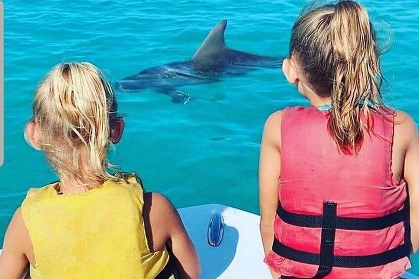 Key West Dolphin Tour & Snorkeling- Small Group 3