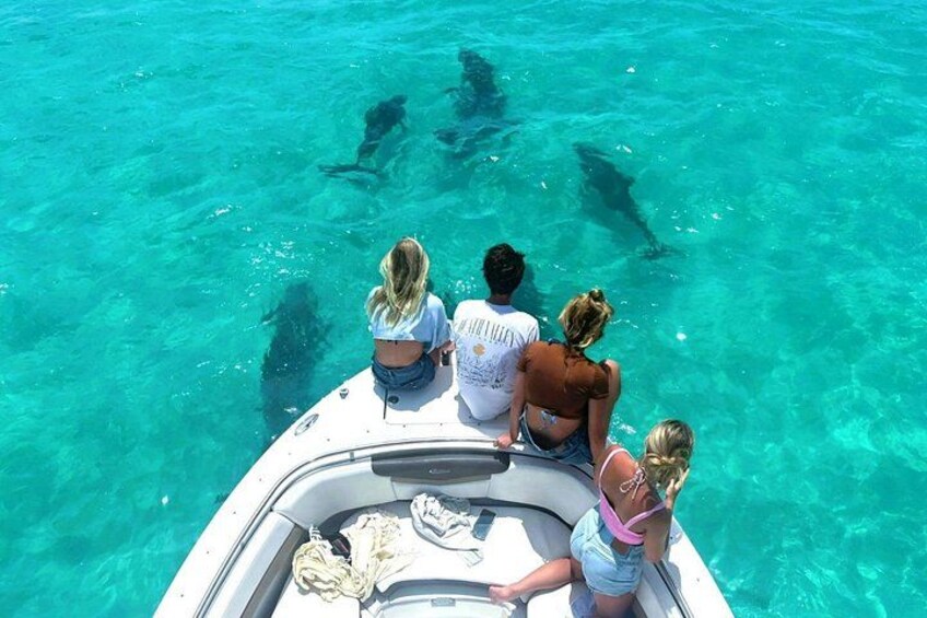A boat with people observing sharks swimming in clear blue water. 1