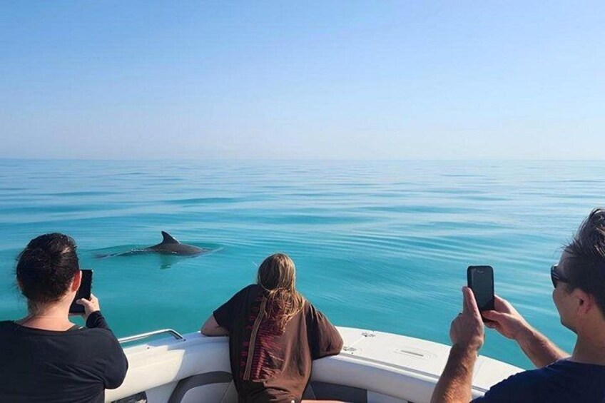 Key West Dolphin Tour & Snorkeling- Small Group 2