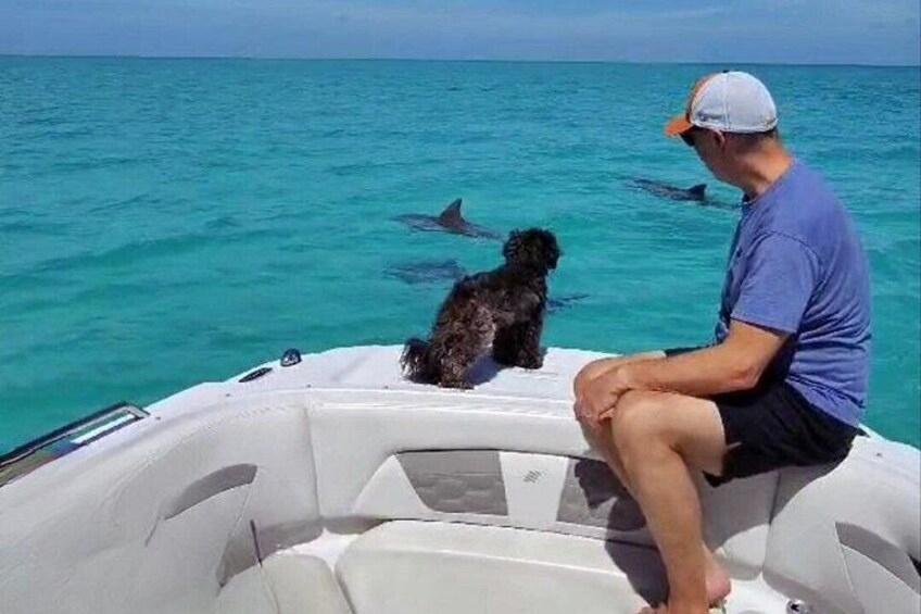Key West Dolphin Tour & Snorkeling- Small Group 2