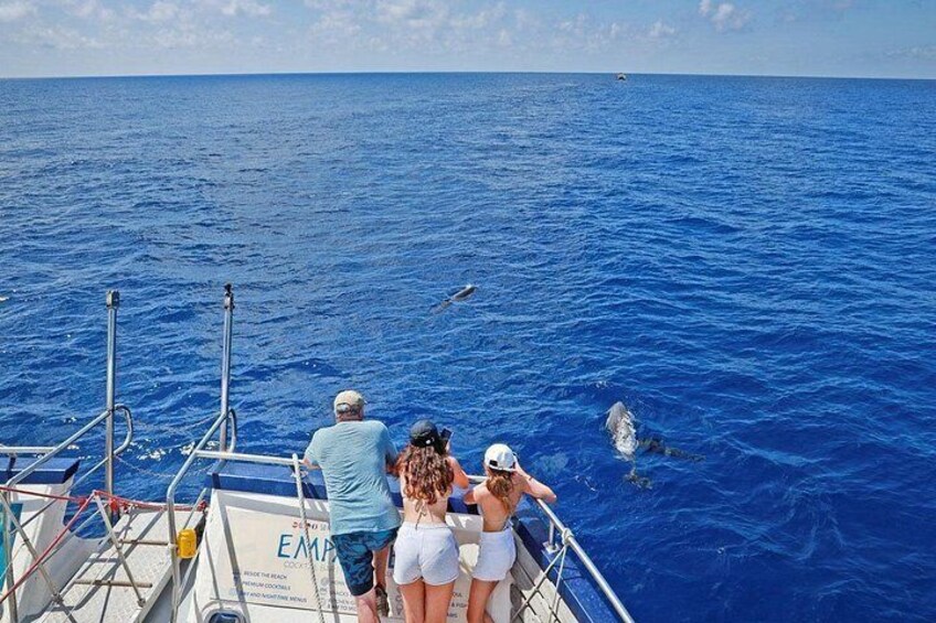 Dolphin Watching in Mallorca (Paguera) 5