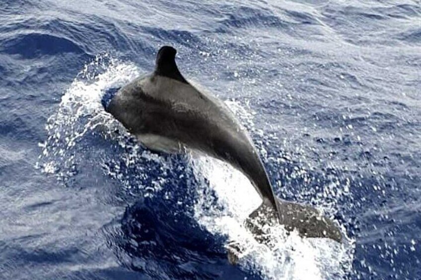 A dolphin leaping out of the water. 1