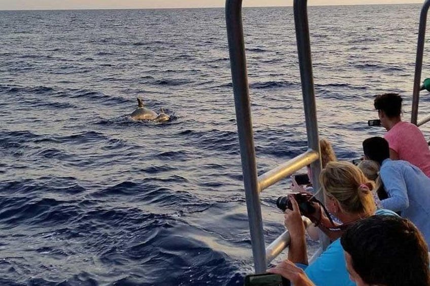 Dolphin Watching in Mallorca (Paguera) 3