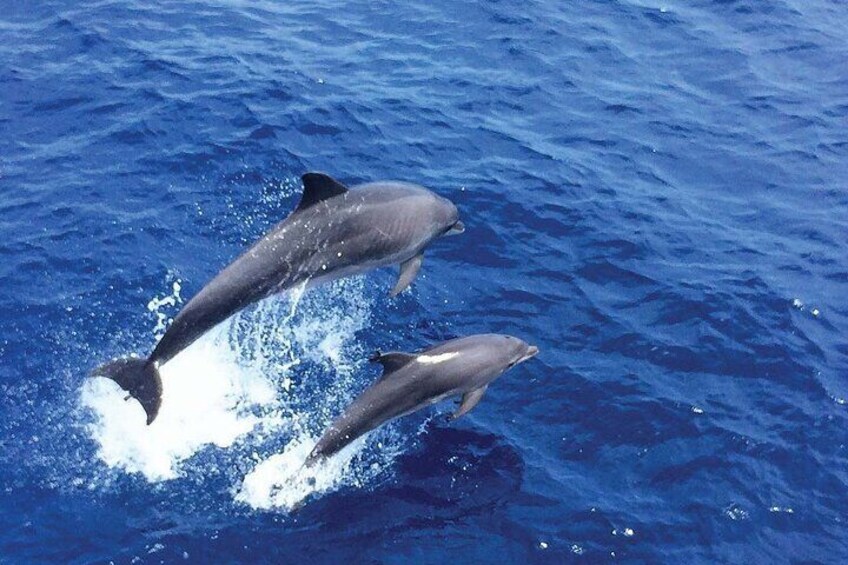 Two dolphins jumping out of the water. 1