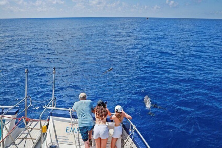 A boat with people observing dolphins in the ocean. 4