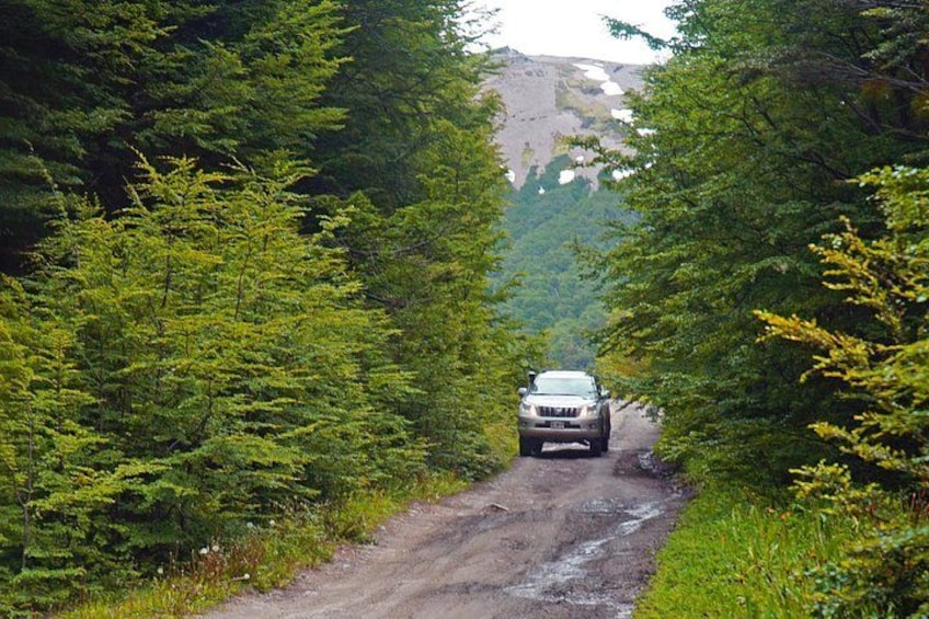Un veicolo su una strada sterrata, circondato da una fitta foresta verde. 1
