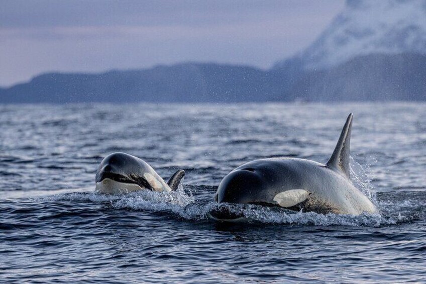Two orcas swimming in the ocean with a mountainous background. 1
