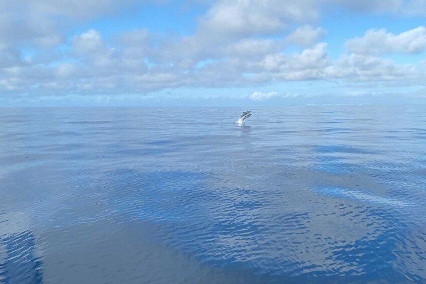 Dolphins 3