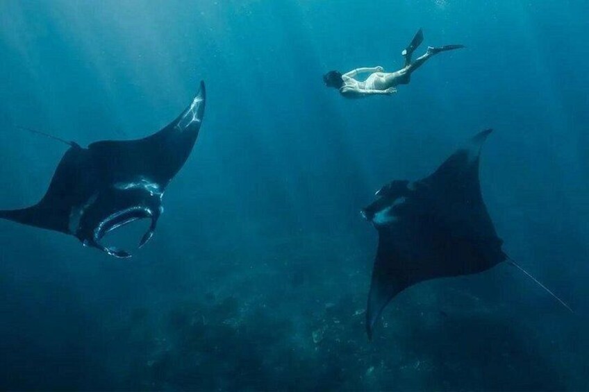 A diver swimming with manta rays in clear blue water. 1