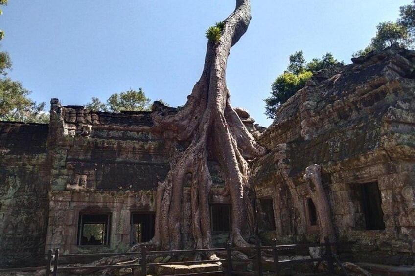 An ancient temple with large tree roots growing through its structure. 4