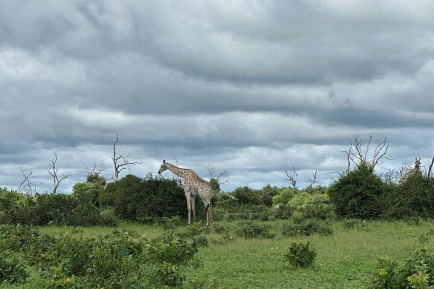 Chobe Full Day Safari in Chobe 3