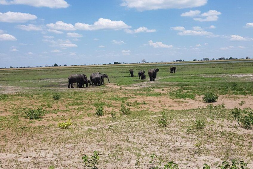 Chobe Full Day Safari in Chobe 1