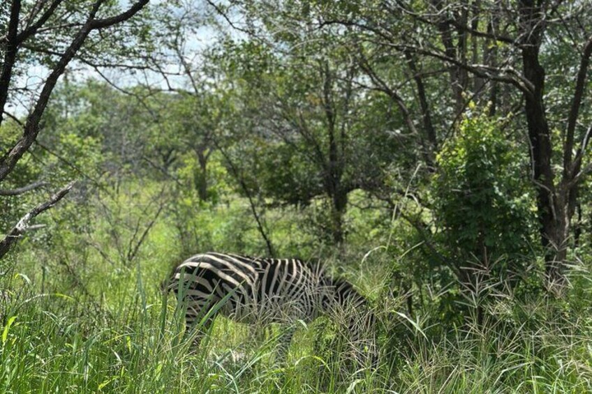 Chobe Full Day Safari in Chobe 2