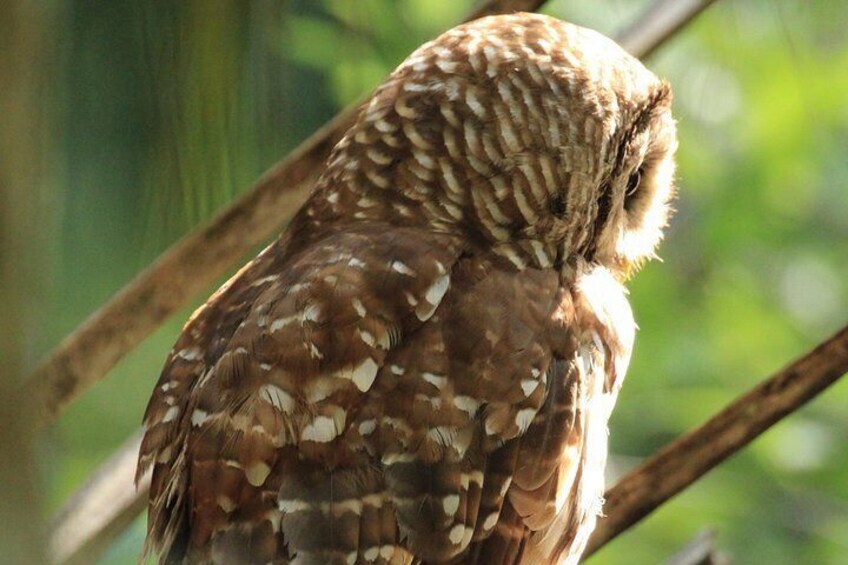 The Barred Owl getting some sun on its face. 5