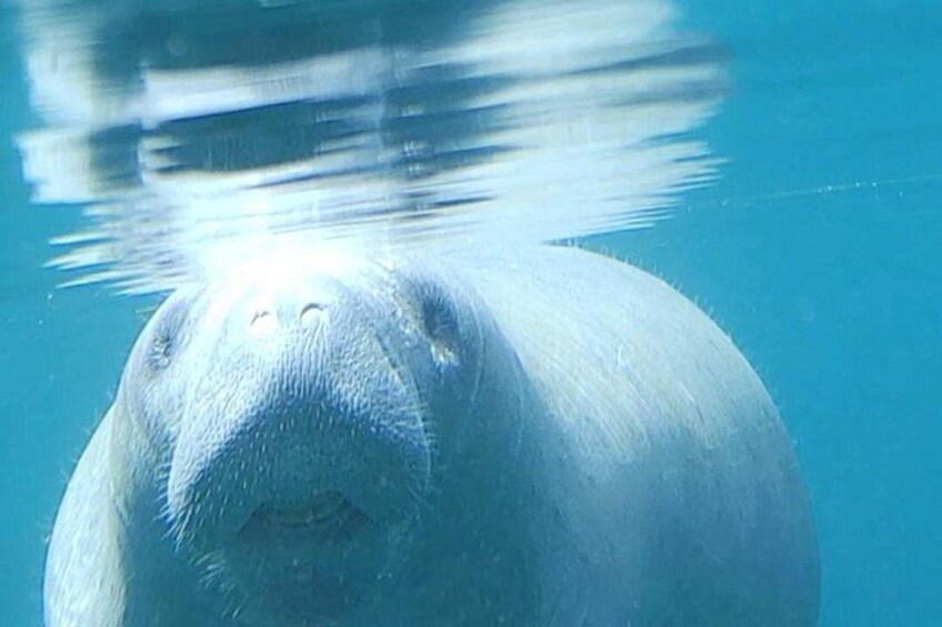 Silver Springs Manatee Kayak Tour 3
