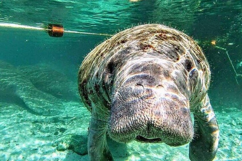 Silver Springs Manatee Kayak Tour 2