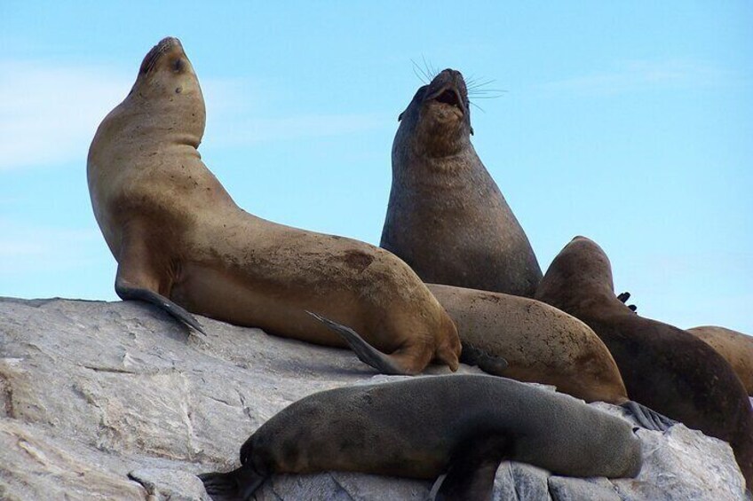 Catamaran Tour through the Beagle Channel in Ushuaia