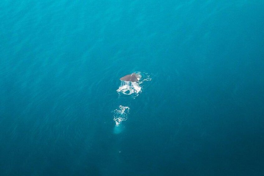 Kaikōura Whale Watching Scenic Flight (40 Minutes) 3