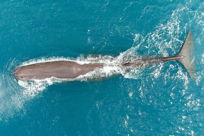 Kaikōura Whale Watching Scenic Flight (40 Minutes) 1
