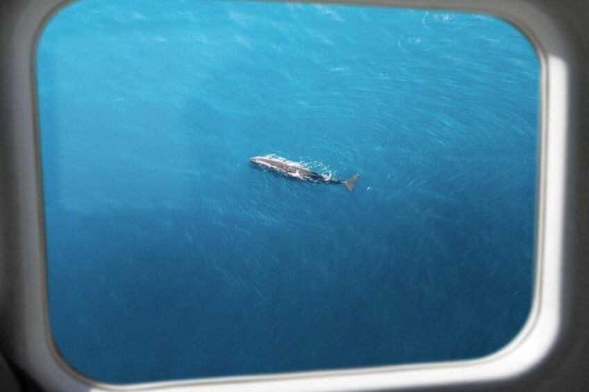 Kaikōura Whale Watching Scenic Flight (40 Minutes) 4