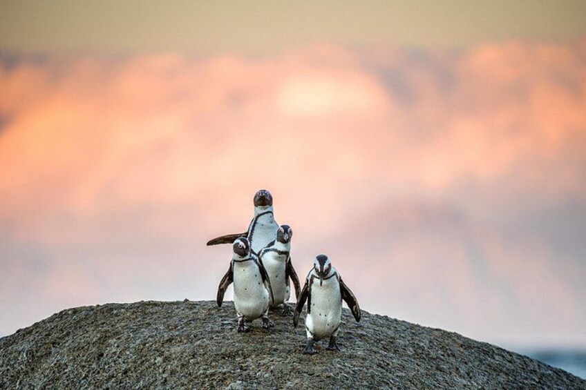 penguins at boulders beach 1