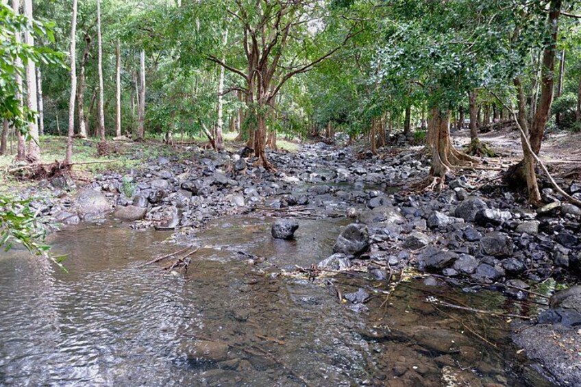 A rocky stream in a forest with trees and a clear path. 2