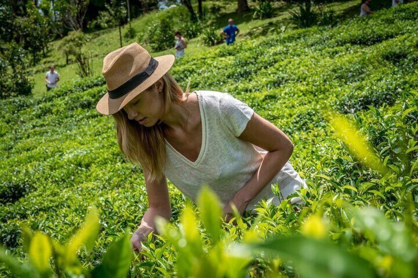 Refreshing Gastro Tour with Tea Tasting and Lunch