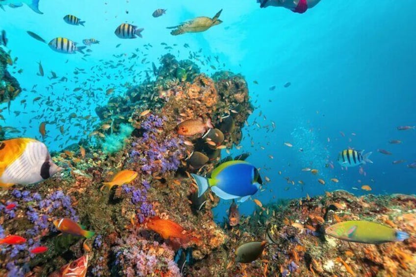 Een onderwaterlandschap met diverse kleurrijke vissen die rond een koraalrif zwemmen. 4