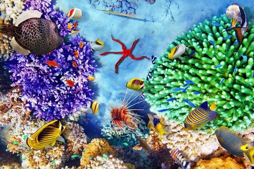 Punta Cana Booze Cruise with Snorkeling, Sand Bar, and Transfers 2