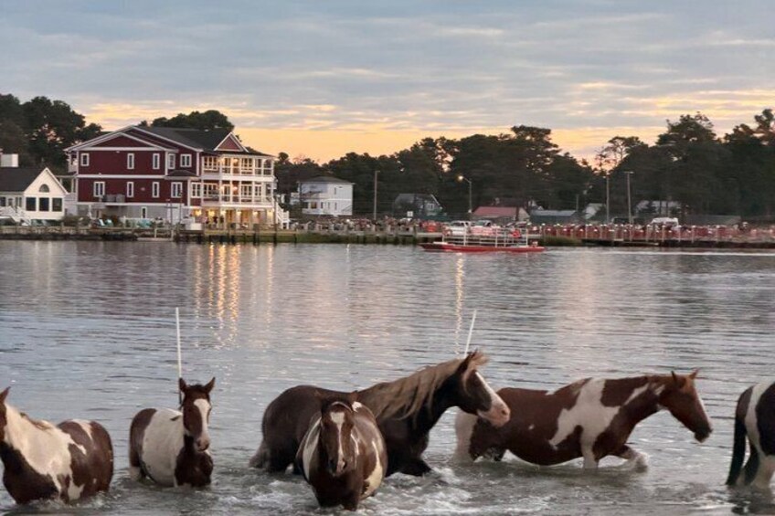 Chincoteague Pony Swim Kayak Tour 2027 - front row Pony Swim Seat 5
