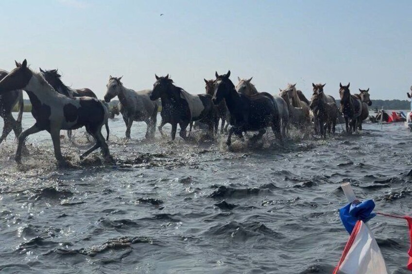 Chincoteague Pony Swim Kayak Tour 2027 - front row Pony Swim Seat 3