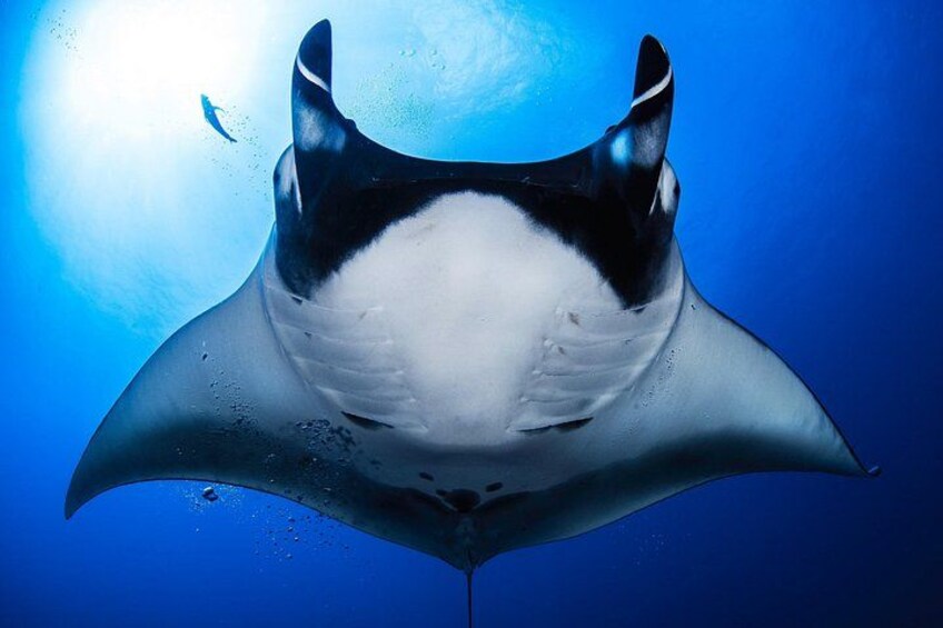 manta la reina 4