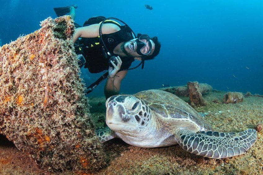 sea turtle in wreck 5