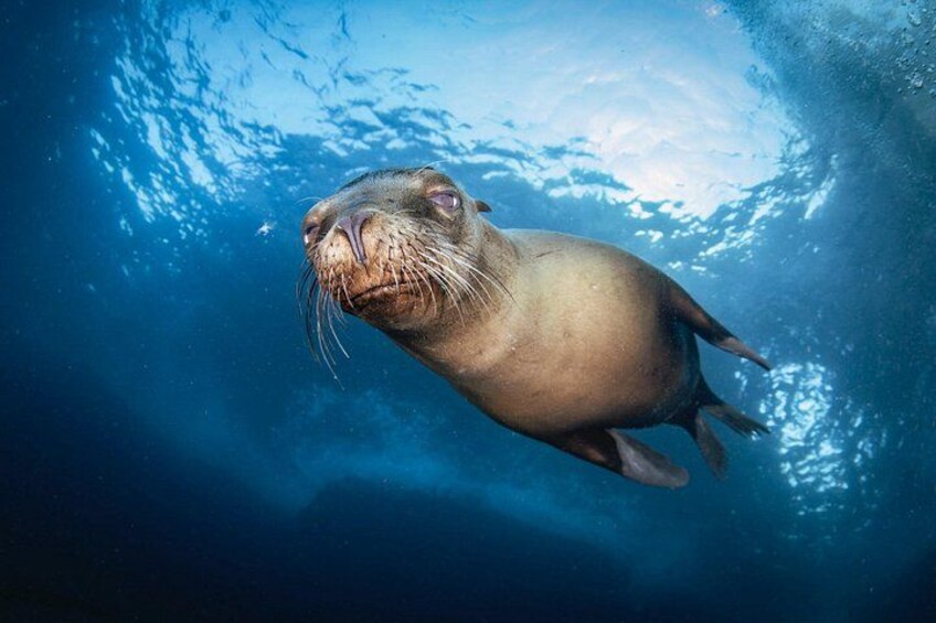 A seal swimming underwater. 5