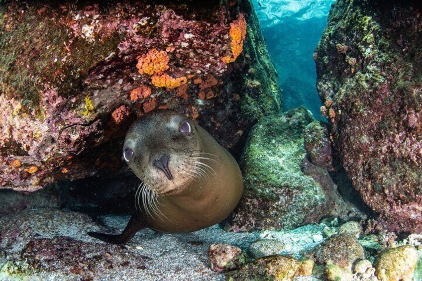Een zeehond rustend op een rotsachtig, onderwaterliggend oppervlak met kleurrijke koralen. 4