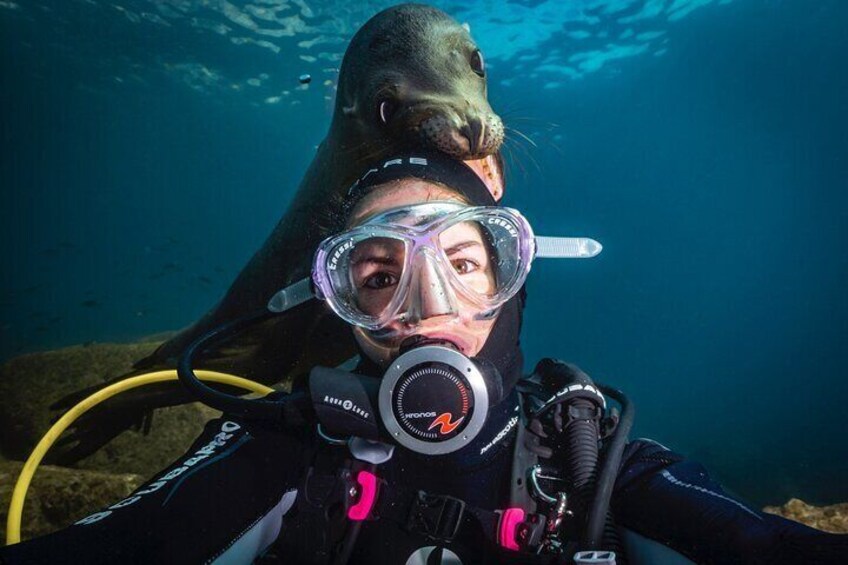 Iemand duikt met een zeehond. 1