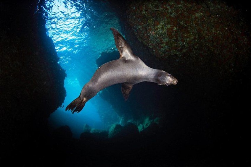 A seal swimming in a cave with blue water. 4