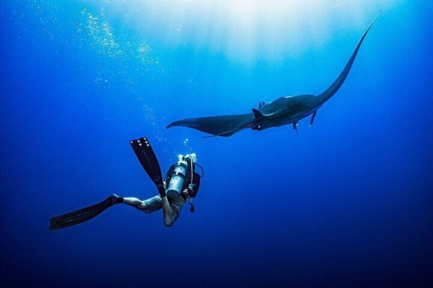 Een duiker en een manta voortbewegend in de oceaan. 2