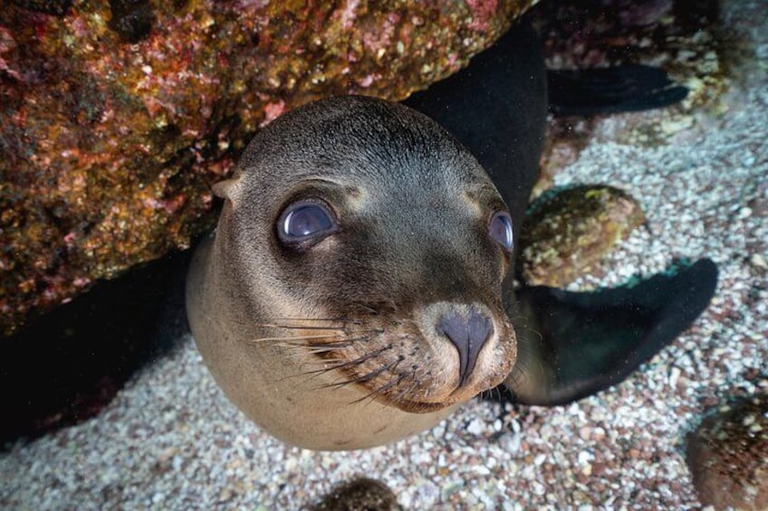 Scuba Dive in La Paz: Sea Lions, Turtles, Fish Schools and Wrecks 3