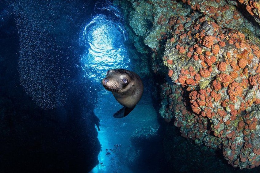A marine animal swimming near a rocky underwater surface. 3