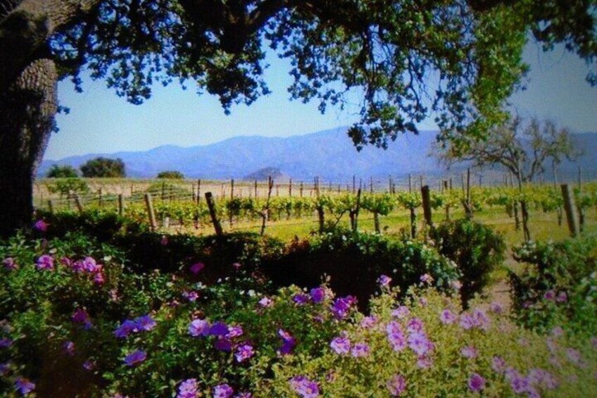 Private 6 hour Tour of Santa Barbara 3