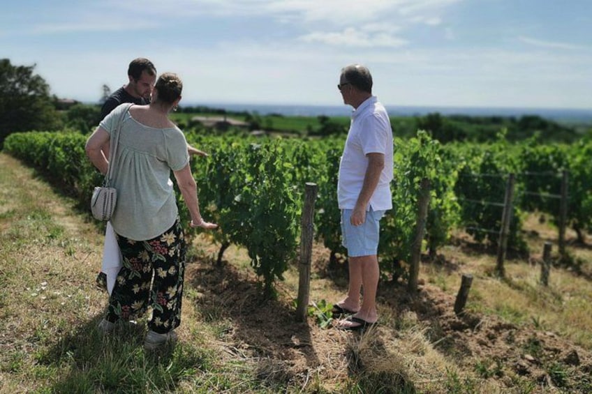 A vineyard with rows of grapevines, a person in a white shirt, and another in a floral dress. 2