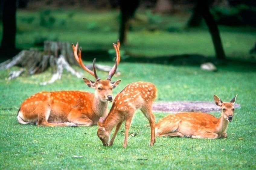 Three deer in a grassy field with trees in the background. 2
