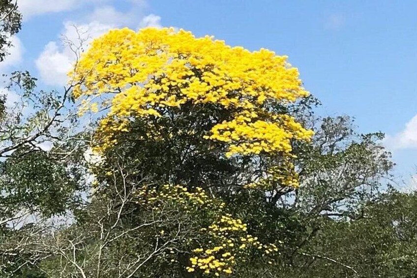 Un arbre aux fleurs jaune vif, se détachant sur un ciel clair. 3
