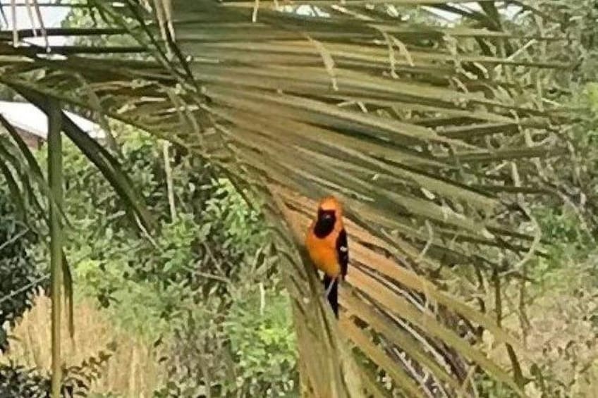 Un oiseau était perché sur une feuille de palmier. 2