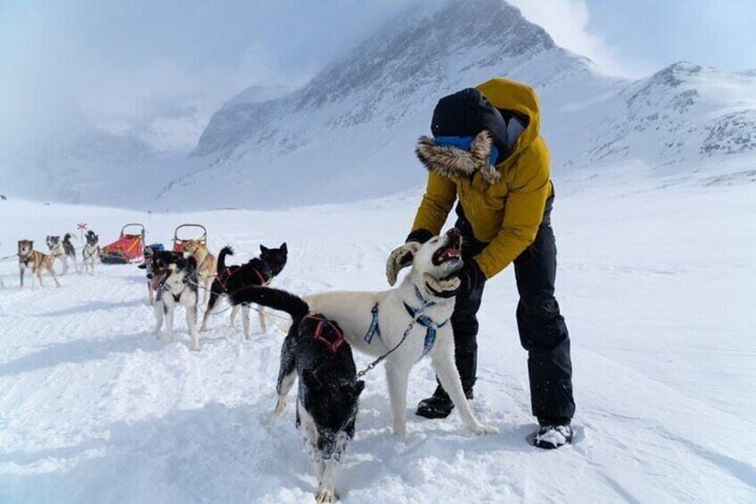 Half-Day Husky Sledding Tour